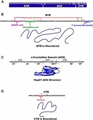 Insights Into the Role of Heat Shock Protein 27 in the Development of Neurodegeneration